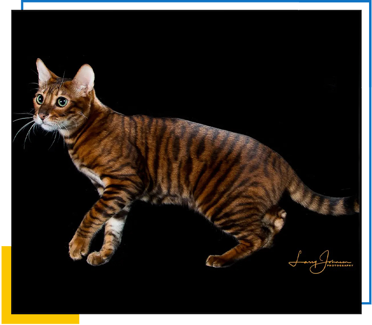 Bengal cat groomed by Bathaus Grooming