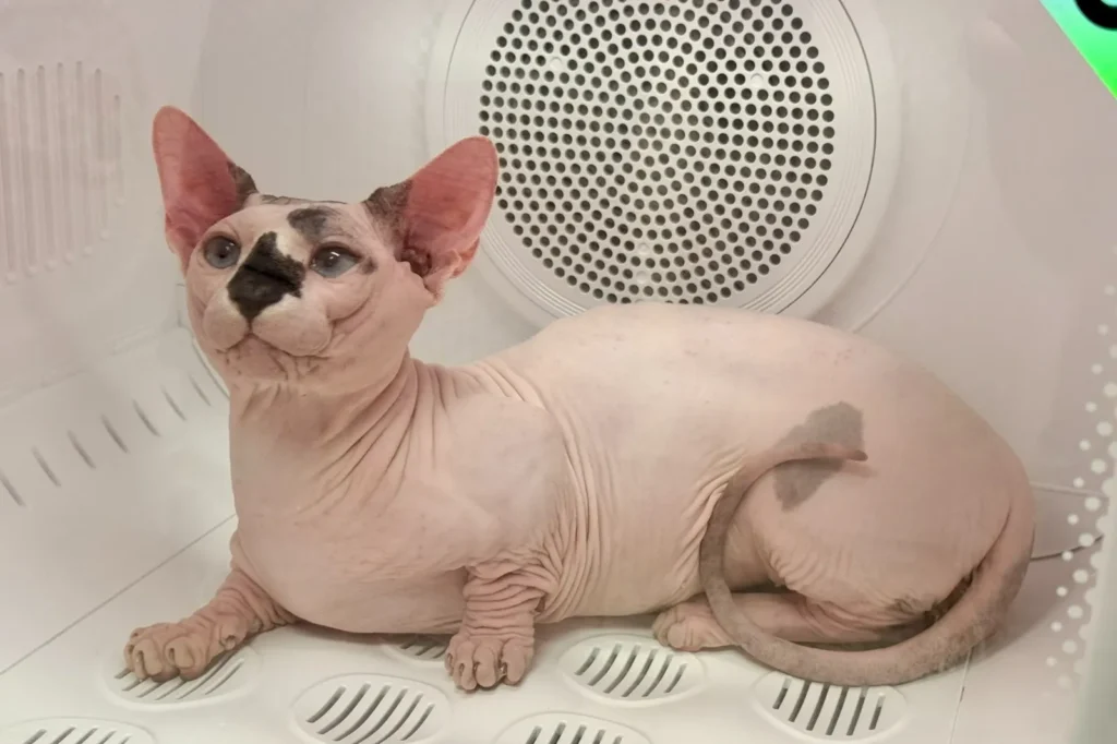 Specialized Care for Sphynx Cats