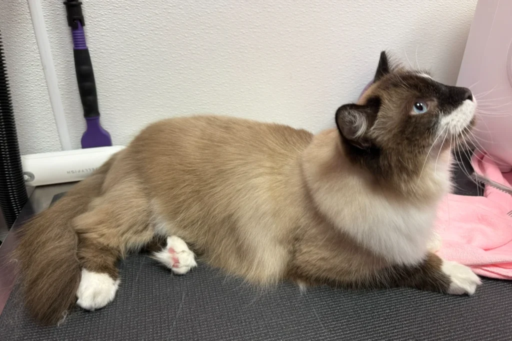 Comfort Grooming for Gentle Ragdolls