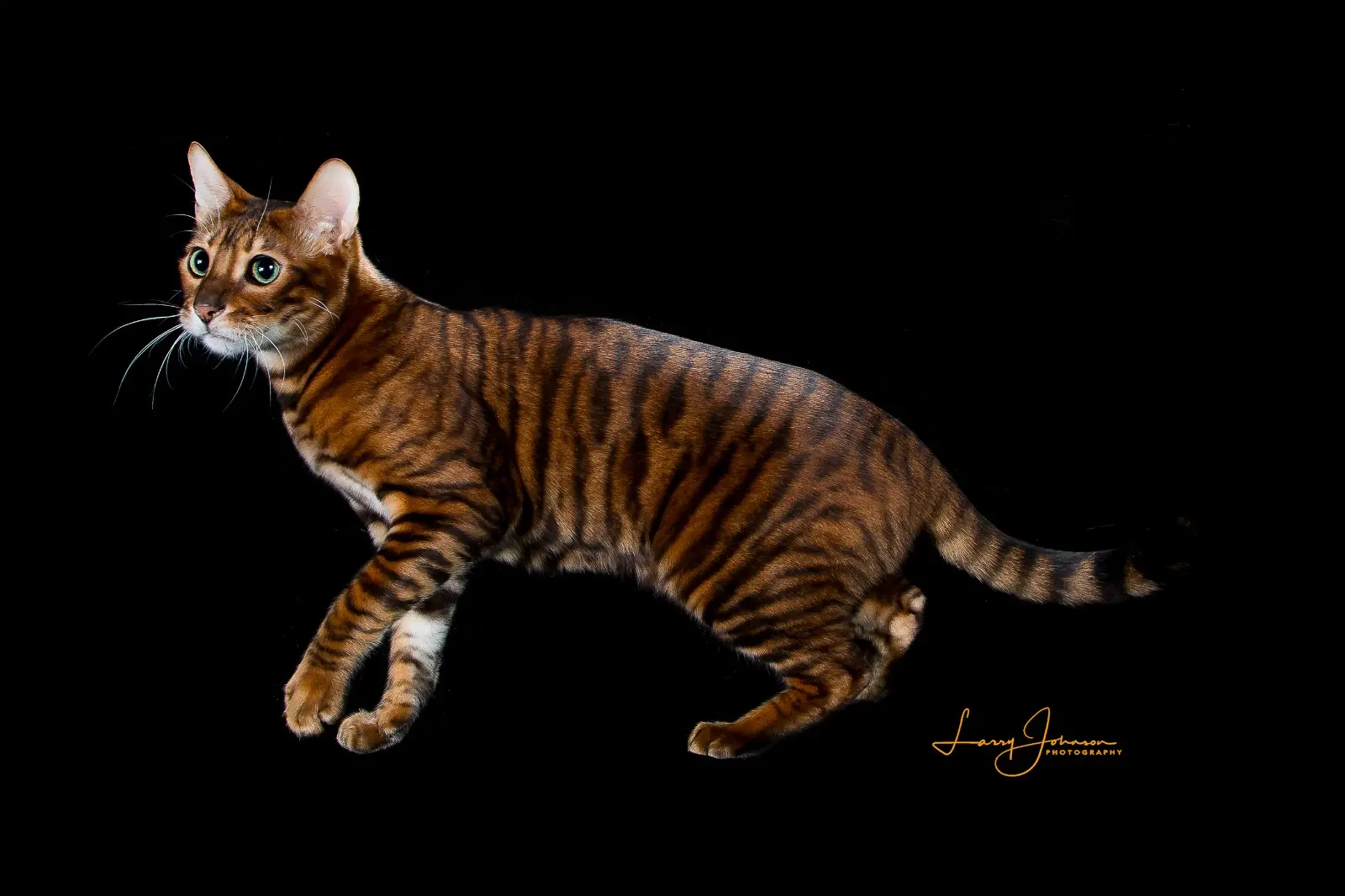 Credit to “Larry Johnson Photography”