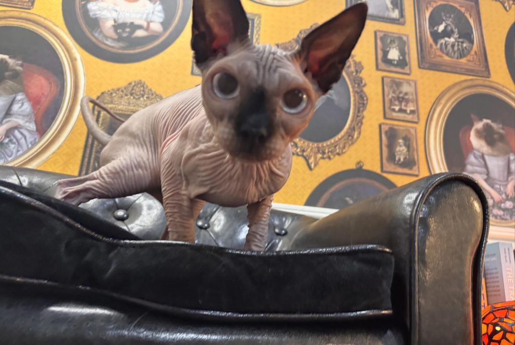 A seal pointed spynx cat on a black cat couch with fancy yellow wallpaper in the background that features images of old school photos in frames, but the faces are all replaced with cats.